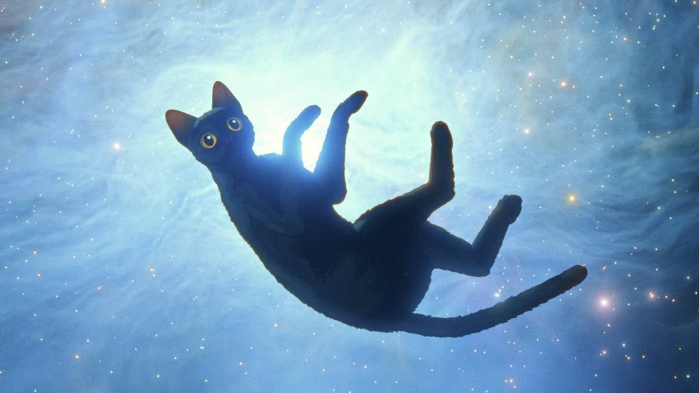 Il gatto